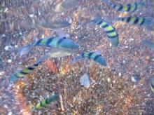 Замечательно!!!  Никому не верьте!