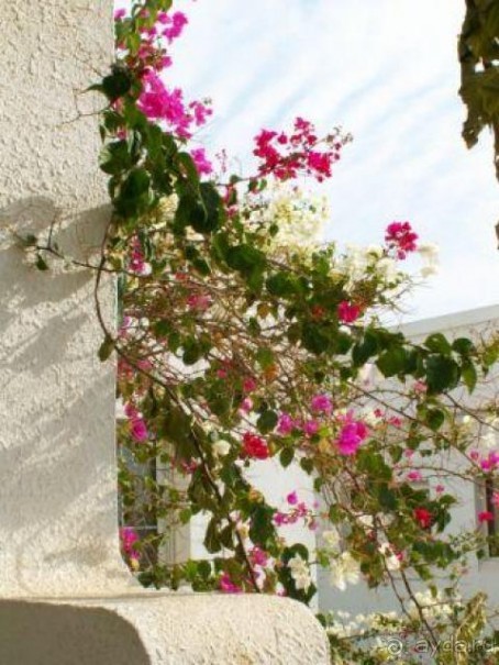 фото Чеботаревъ