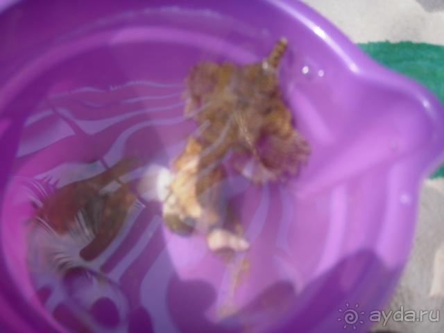 фото Pickalbatros Aqua Blu Sharm El Sheikh