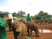 В приюте для слонят под Найроби