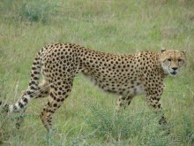 Самка гепарда возвращается к котятам после неудачной охоты