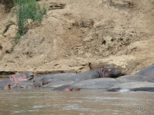 Река Мару не границе с Танзанией. Именно здесь происходит «великая миграция животных»