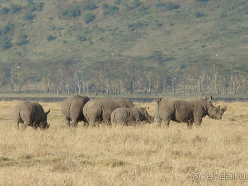 Накуру. Носорог тут не один