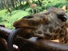 Классный язык у жирафа