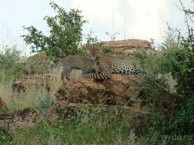 Леопарды в Масаи-Мару