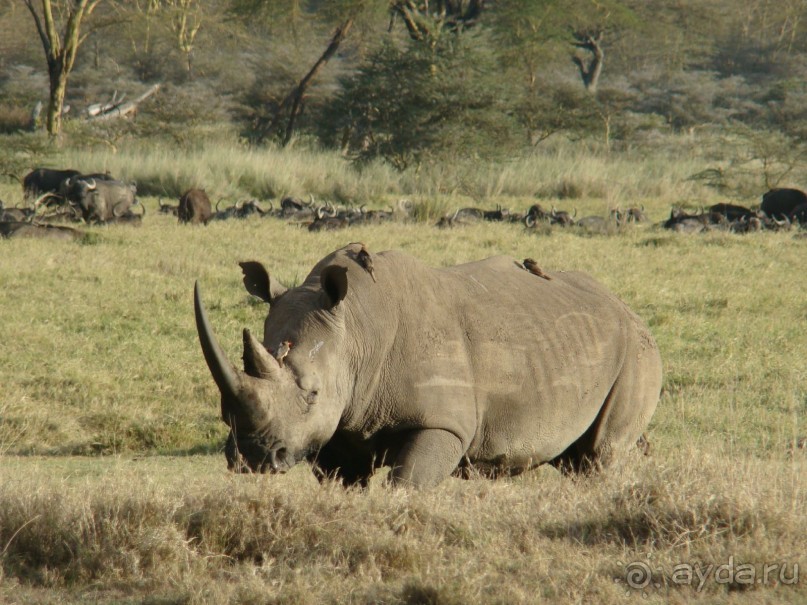 Накуру. Вот он, один из членов «большой африканской пятерки»