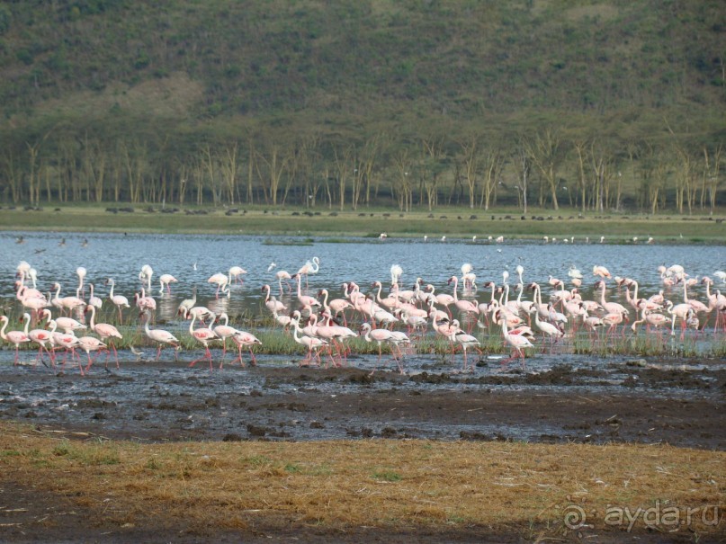 Фламинго на озере Накуру. На дальнем берегу видны буйволы