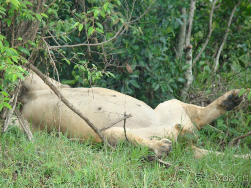 Царь зверей отдыхает
