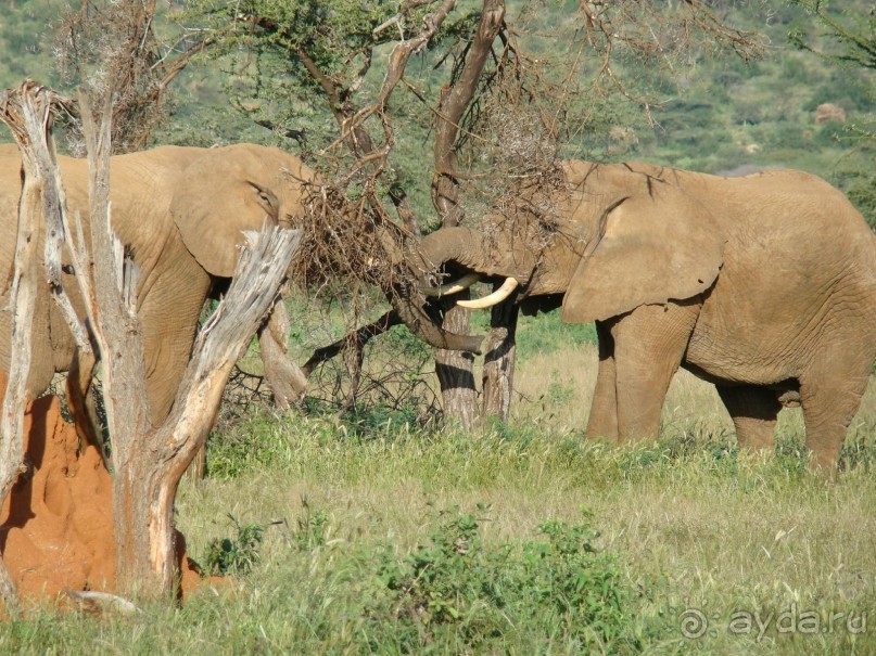Самцы выясняют отношения