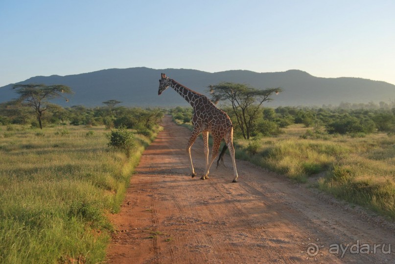 Каков красавец!