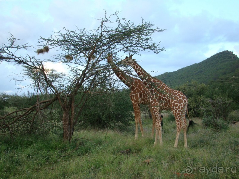 После близкого знакомства с языком жирафа мне стало понятно как он управляется с 3-сантиметровыми колючками акации