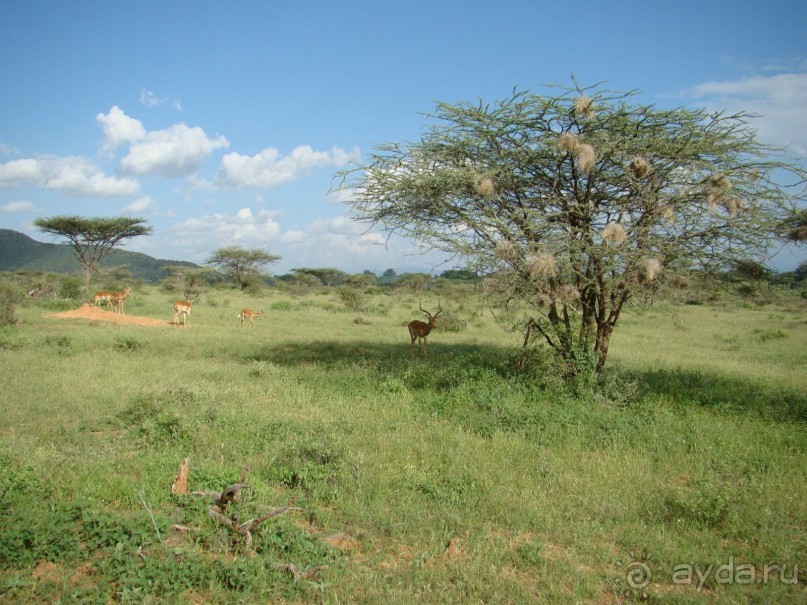 Самбуру. Антилопы импала. На акациях многочисленные гнезда ткачиков