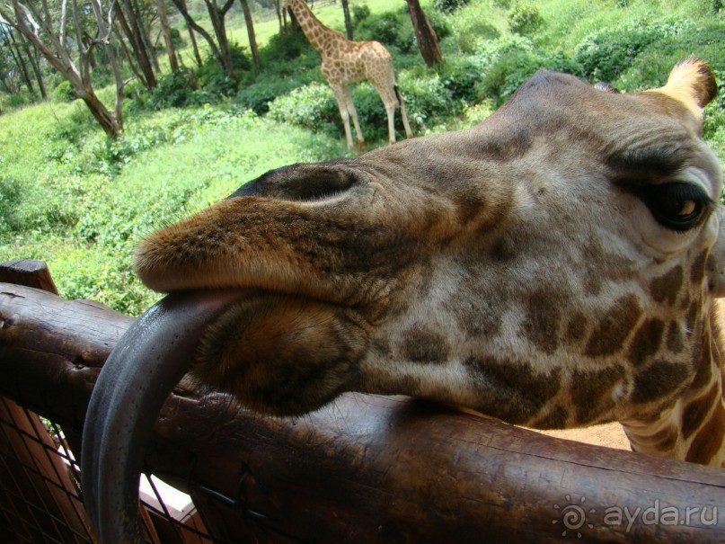 Классный язык у жирафа