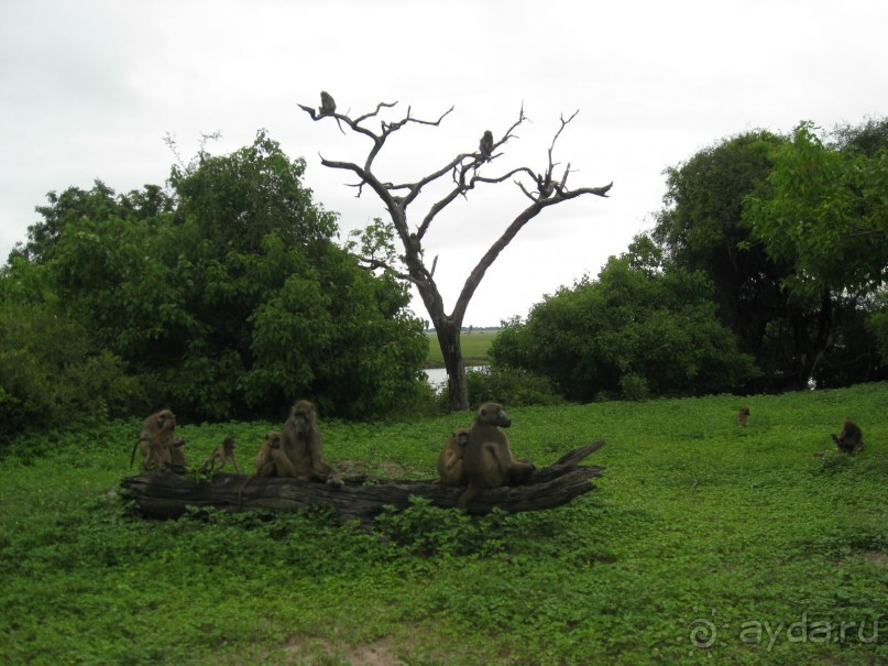 В национальном парке Чобе в Ботсване. Выходить из джипа и приближаться не рекомендуется.