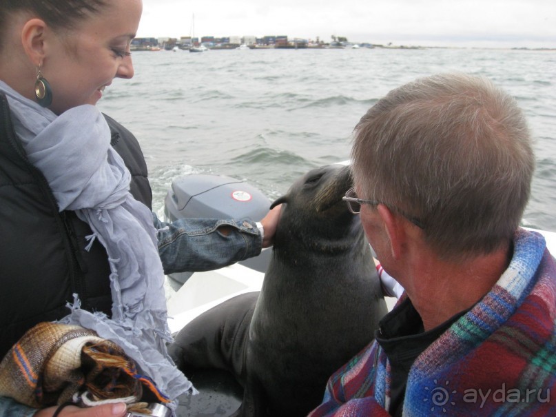 Котик запрыгнул в лодку на ходу, причем повторял это несколько раз.
