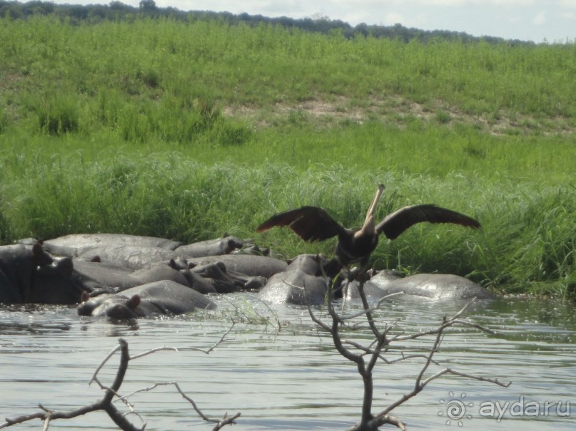 На реке Чобе подобное Вы видите каждые несколько минут.
