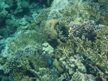 фото Renaissance Sharm El Sheikh Golden View Beach Resort