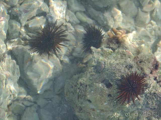 Местные ежики