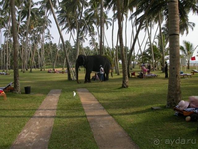 фото Jean-Michel Cousteau Fiji islands Resort