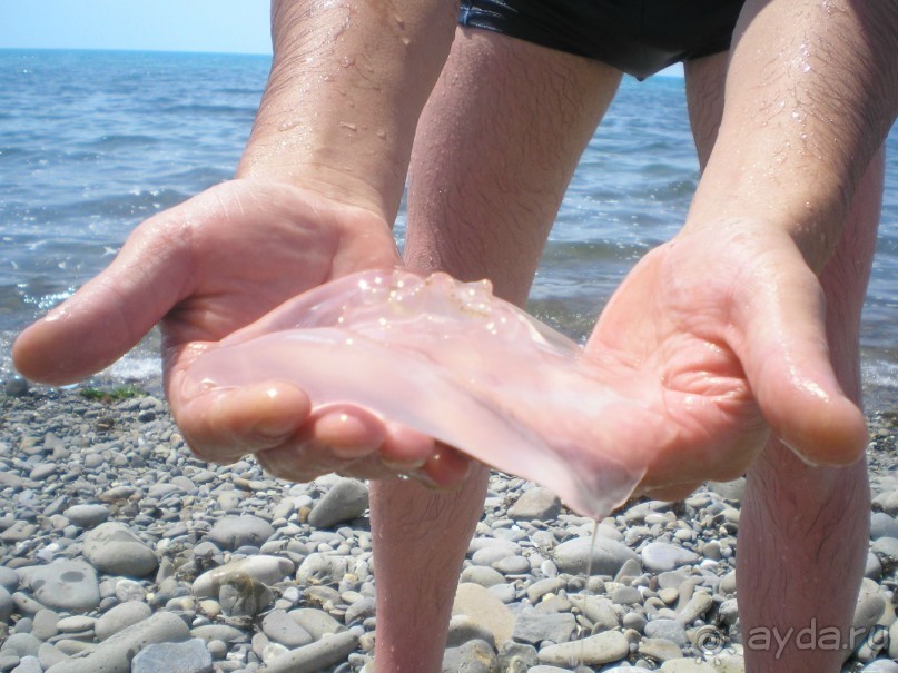 Альбом отзыва "Заметки Юной Путешественницы"