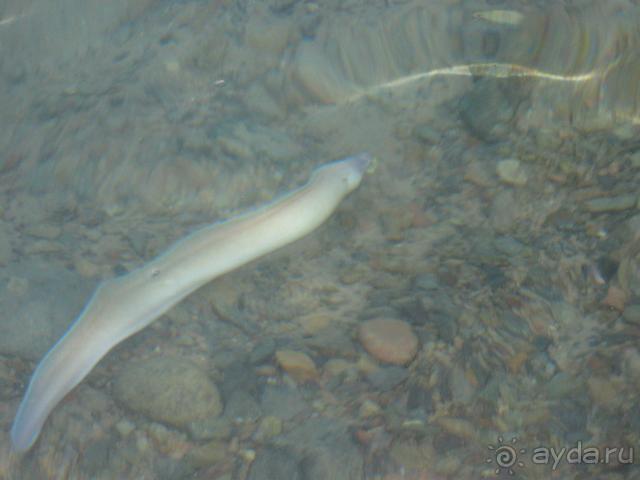 фото Desert Rose Resort