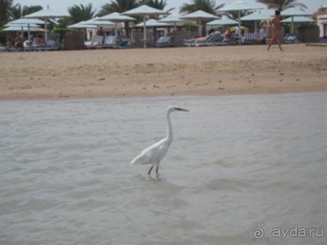 Неплохой отель Sonesta Pharaon