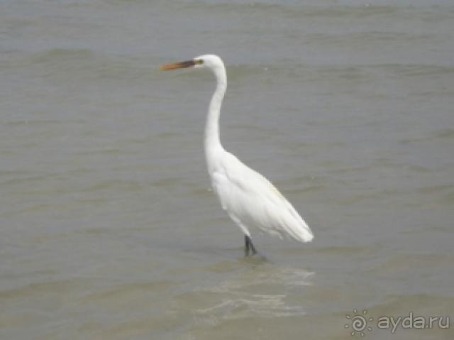 Неплохой отель Sonesta Pharaon