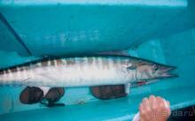 фото Melia Varadero