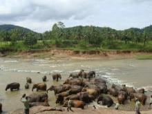 Страна цвета шафрана и карри