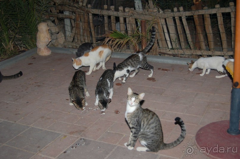 ....чудная страна....