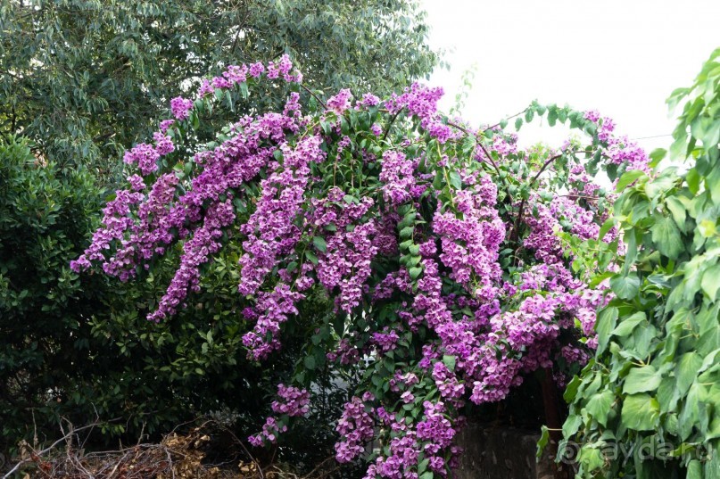 Дубровник. От Рима до Европы.