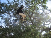 Как повезет