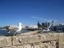 Как повезет