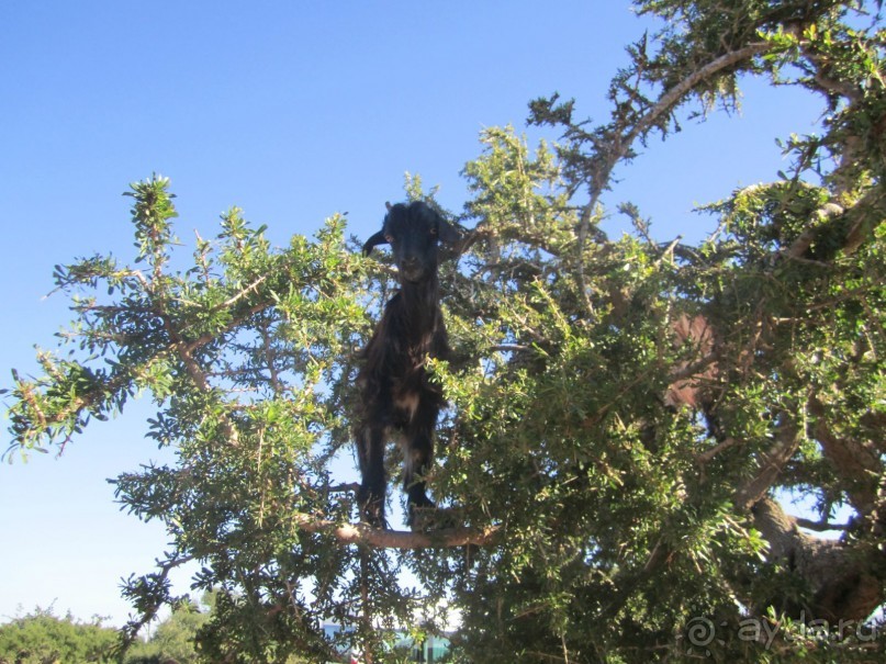 Как повезет