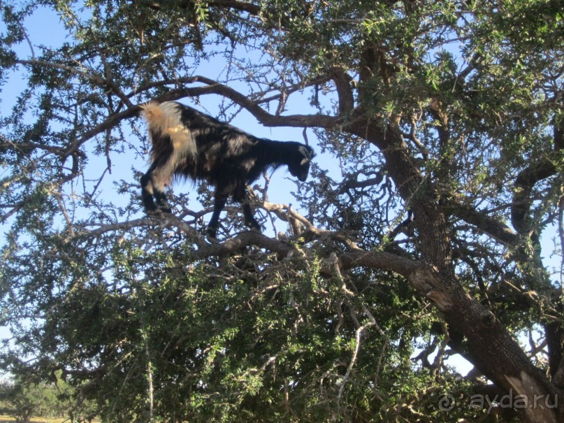 Как повезет