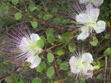 фото Cynthiana Beach