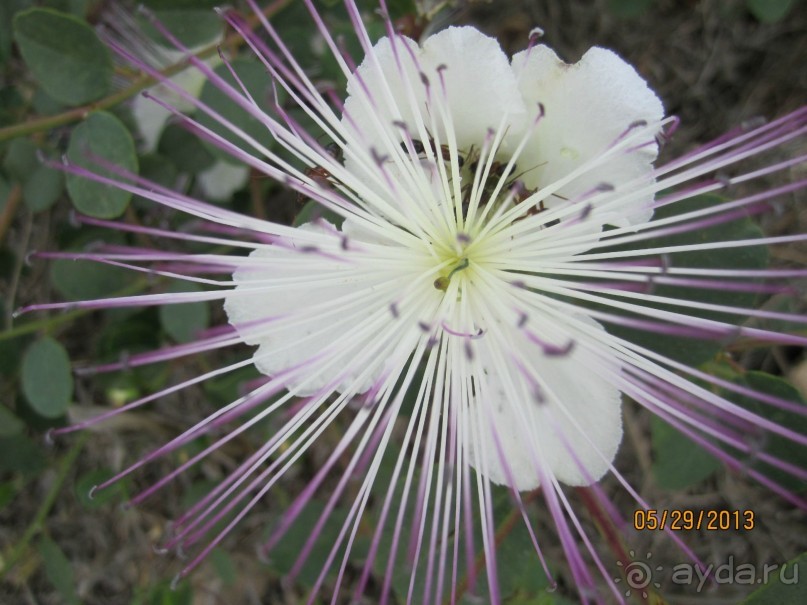 фото Cynthiana Beach