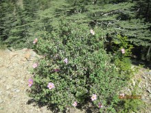 фото Cynthiana Beach