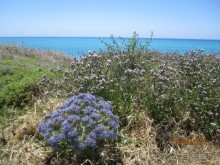 фото Cynthiana Beach