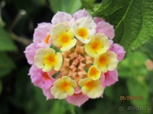 фото Cynthiana Beach