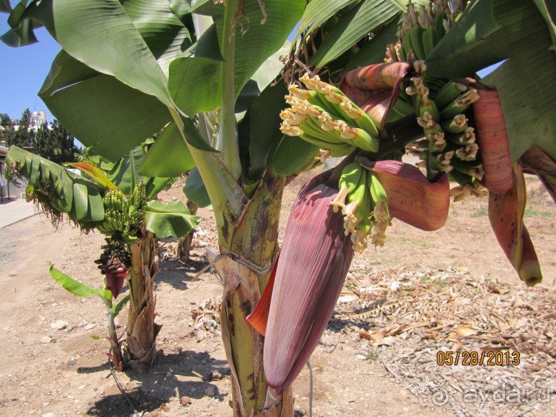 фото Cynthiana Beach