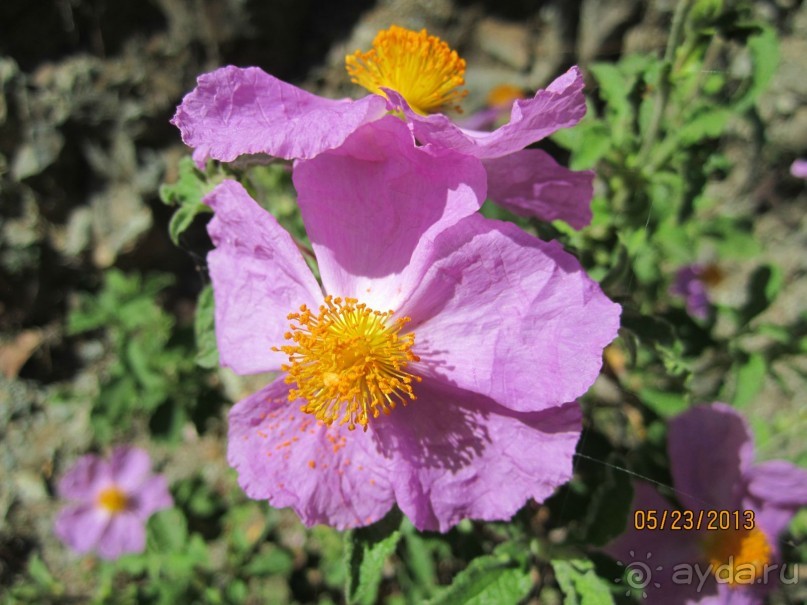 фото Monte-Carlo Beach