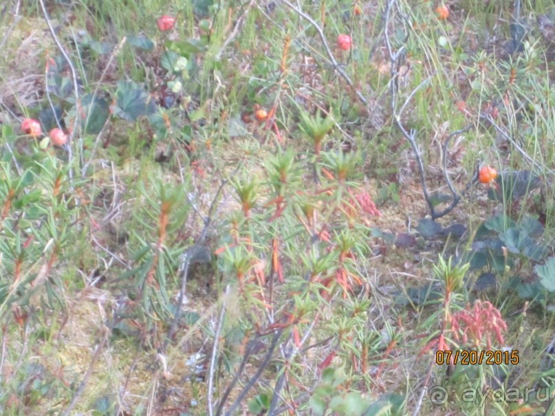 Сказка Полярного Урала