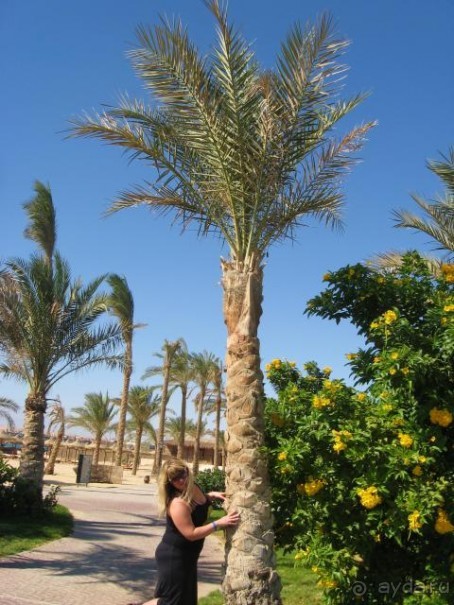 фото Otium Pyramisa Beach Resort Sahl Hasheesh