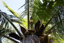 Летающая собачка