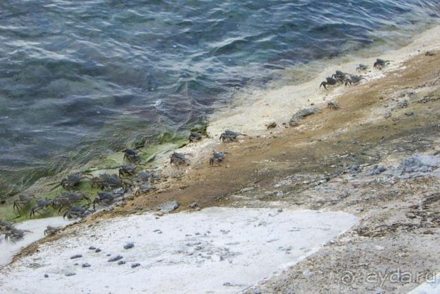 Лежбище крабов