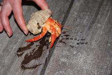 Рачище-отшельничище