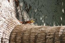 Жуткий зверь