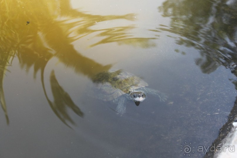 фото Village Inn