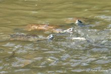 фото Pallini Beach